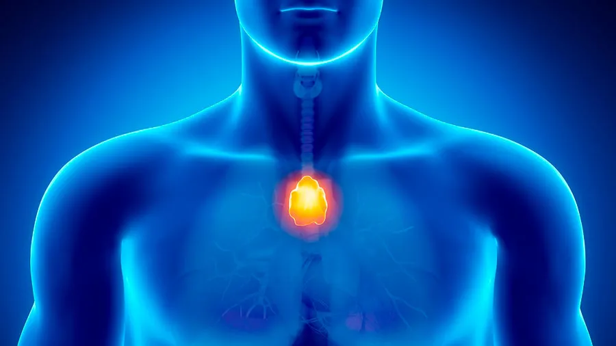 Glandula Timo KilyOM