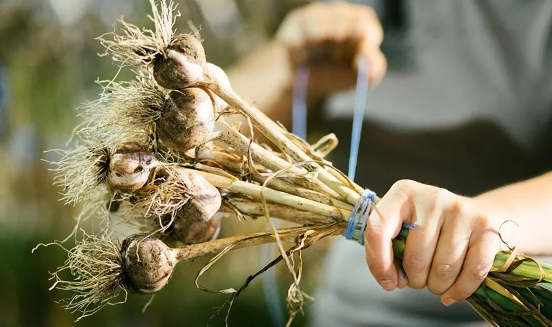 Ajos Ritual para antirrobo para hogares Kilyom p
