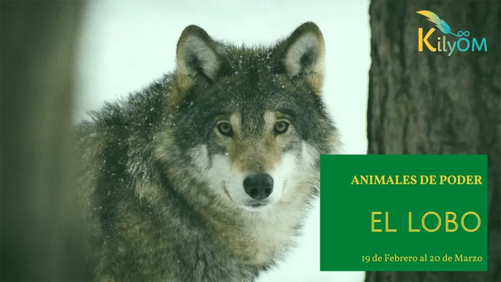 El lobo